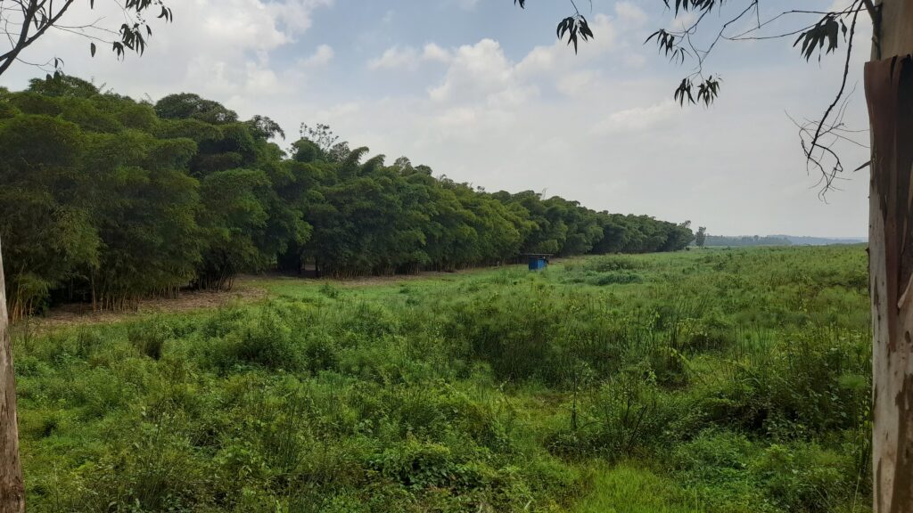 Hazaterwa imigano miliyoni 3 ku nkengero z