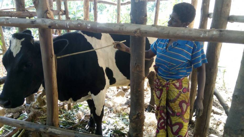 Hezimana Maritha, nawe yahawe inka na Kivu Watt, avuga ko ari bwo bwa mbere yari atunze inka mu buzima bwe.