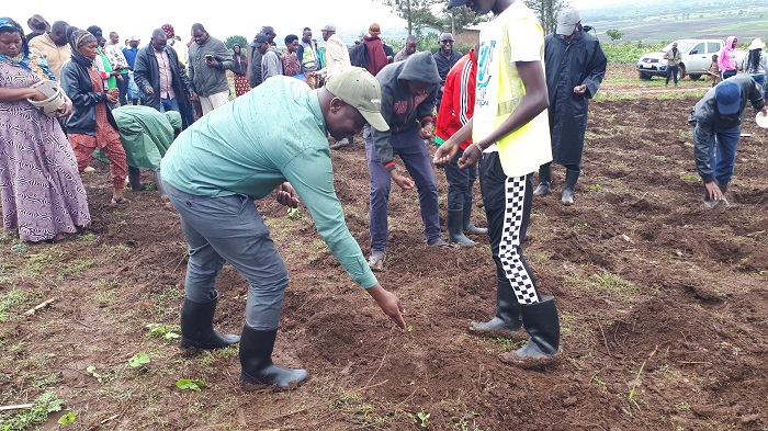 Matsiko yavuze ko ikibazo cy'imbuto bagihagurukiye kugira ngo abahinzi batarara ihinga