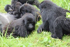 Hirwa, Umuryango w'Ingagi wari waragiye muri Uganda wongeye kugaruka