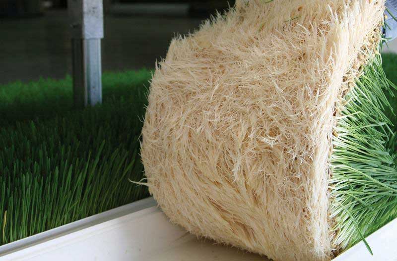 Hydroponics iba igizwe n'ibitera imbaraga, ibyubaka umubiri n'ibirinda indwara kandi hatewe urubuto rumwe