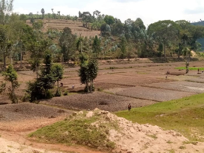 Igishanga cy