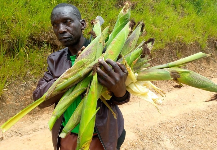 Nsanzumuhire Barthazar ahamya ko imbuto y'ibigori ituburirwa mu Rwanda itanga umusaruro mwiza