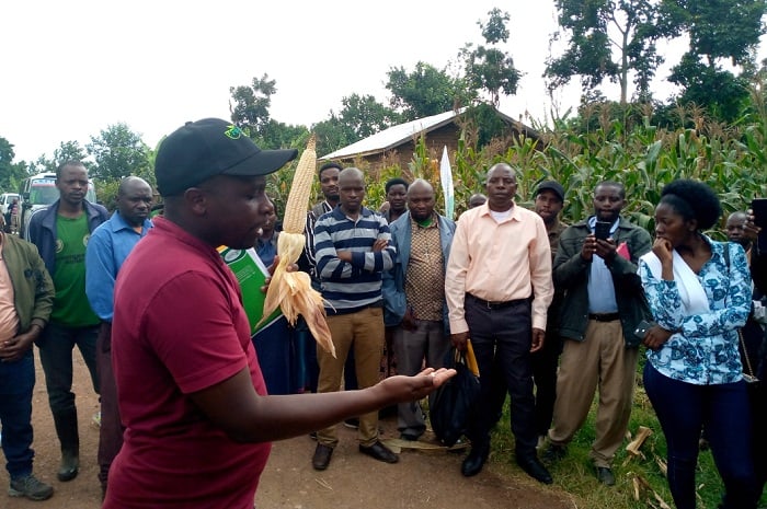 Abahinzi b'ibigori basanga nta mpamvu yo kurambiriza ku yatumizwaga hanze 