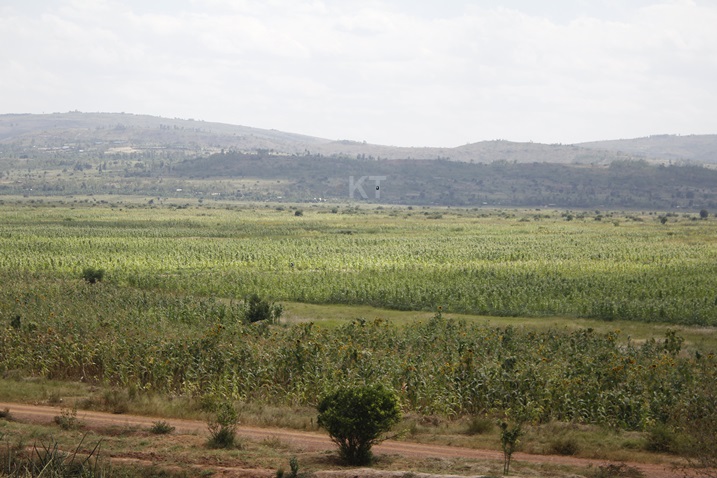 Ibigori na soya abaturage bongeye guhinga muri iki gishanga ntibirera ku buryo basaba ubufasha mu gihe bategereje ko byera.