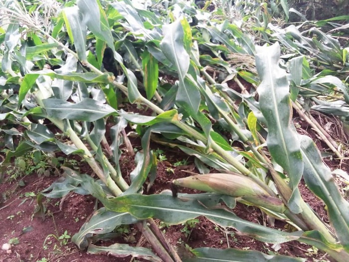 Ibigori byangijwe n'umuyaga