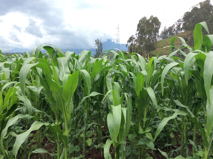 Ibihingwa bisanga ubutaka bwarapimwe bikura neza kandi bigatanga umusaruro mwinshi