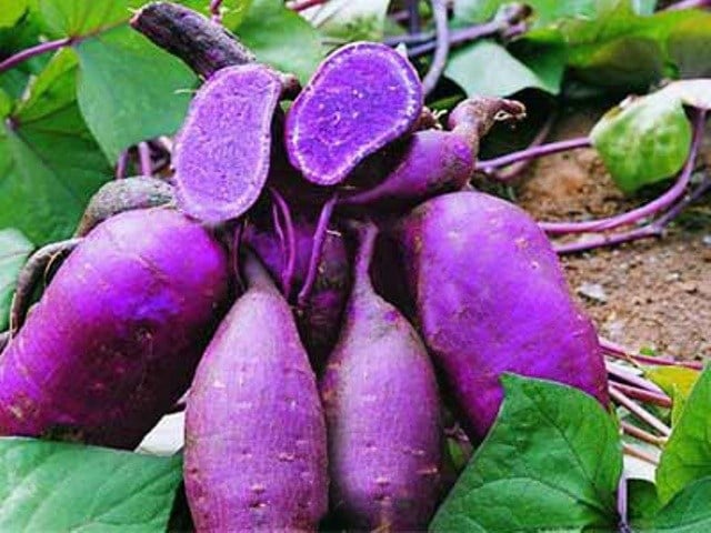 Ibijumba bigira amabara atandukanye. Hari n'ibigira iri bara rya Mauve