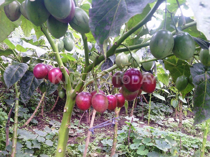 Bizimana agiye kwirihira Kaminuza abikesha ubuhinzi bw'ibinyomoro.