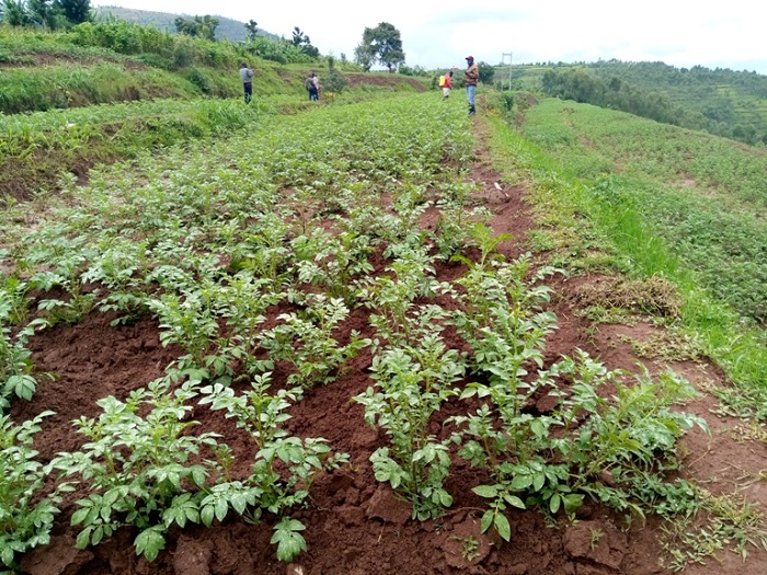 Abahinzi b'ibirayi b'i Nyamagabe na Nyaruguru bizeye ko ishwagara bazahabwa izatuma beza kurushaho