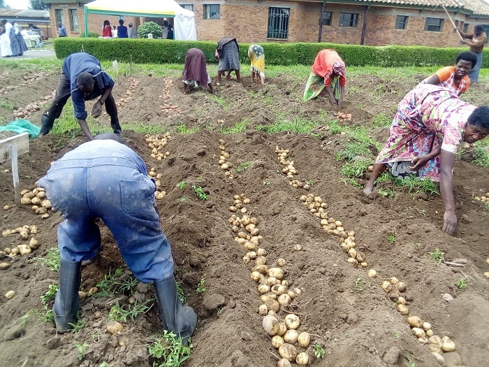 Abahinzi bakoresheje imbuto nziza babona umusaruro ku bwinshi kandi mwiza