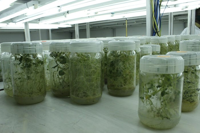 Muri Laboratwari
