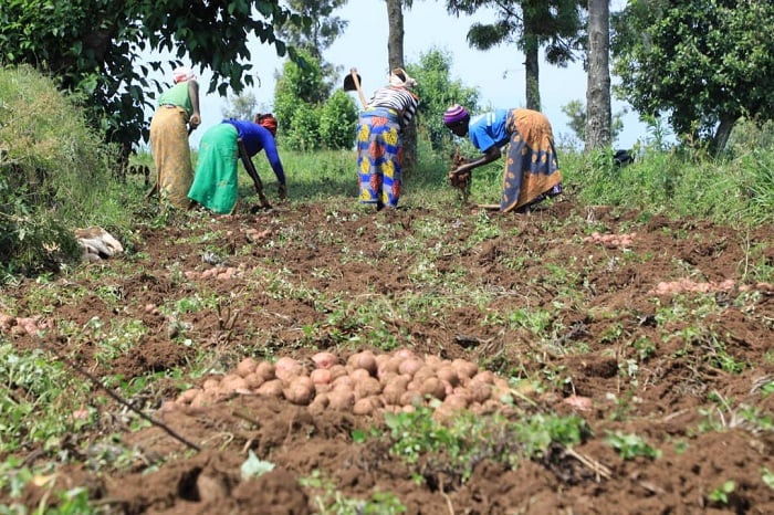 I Gicumbi na ho batangiye guhinga ibirayi bya Kinigi