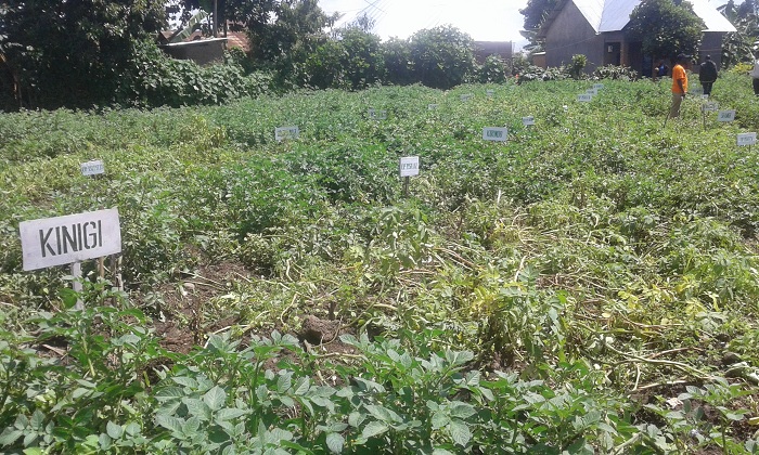 Imbuto nshya z'ibirayi zigiye kumurikwa ziri mu moko atandatu
