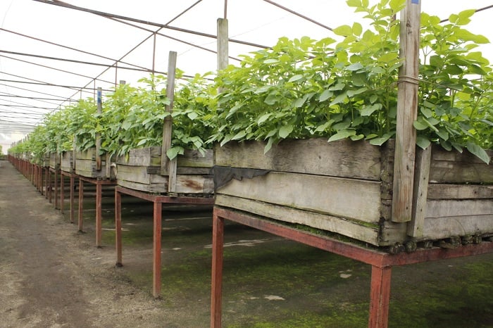 Imbuto ivuye muri Laboratwari 
