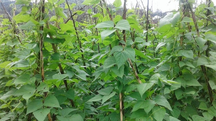 Guhinga bifashishije imishingiriro ngo byongera umusaruro mu buhinzi bw'ibishyimbo