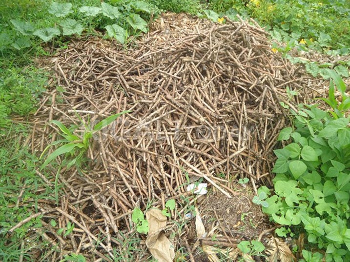 Bimwe mu biti by