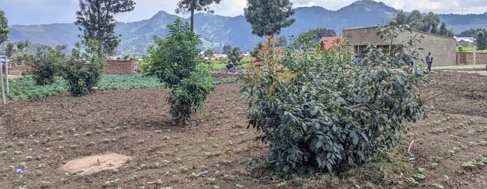 Ibiti bahawe mu gihe cy'imyaka iri hagati y'ibiri n'itatu biba byatangiye gutanga umusaruro