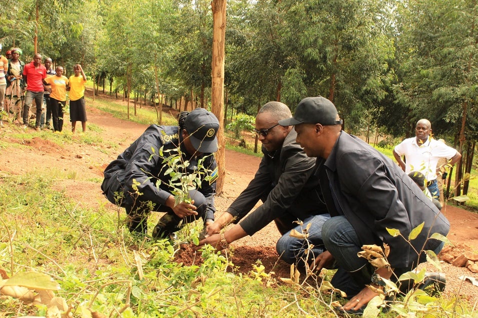Umunyamabanga uhoiraho muri MININTER Sesonga Benjamin, Mayor Habarurema na DIGP Ujeneza batera ibiti