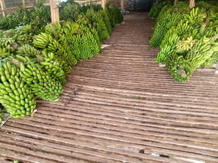 Mu ruganda GABI, ahabikwa ibitoki hasigaye haba hameze nk'ahambaye ubusa