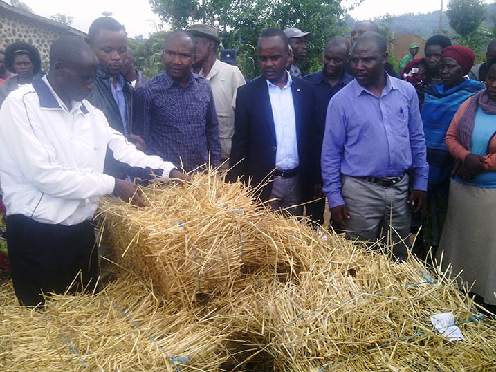 Ibiganagano bihambirwamo udutwaro kugira ngo bibashe kugezwa ku ruganda.