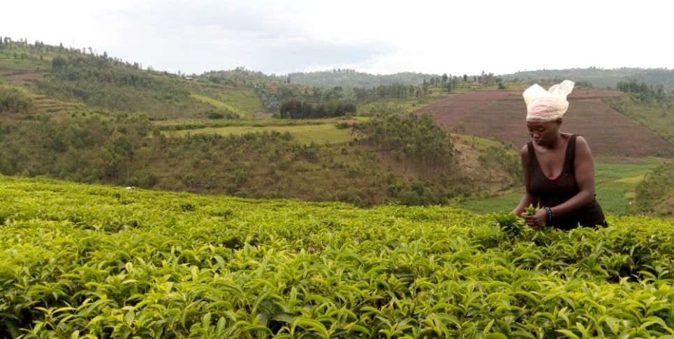 Abasoromyi b'icyayi babigize umwuga ni bakeya i Nyaruguru