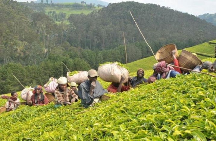 Inzego za leta n'ababyeyi barasabwa gufatanya mu kurwanya ikoreshwa ry'abana mu cyayi kuko bidindiza abana bikanadindiza ubukungu.