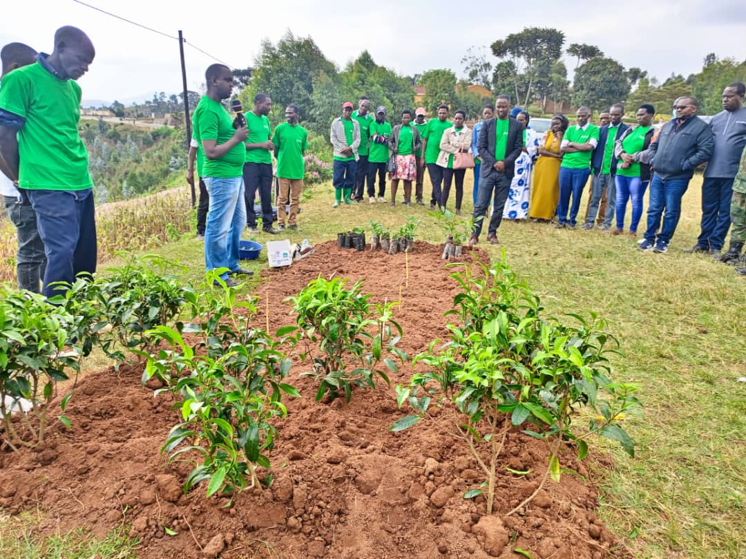 Abahinzi bigishijwe kwita ku cyayi bagaragaje ko bumvise neza ibyo bigishije