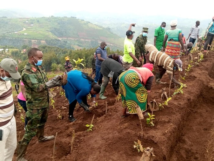 Muri Nyaruguru hakozwe umuganda wo gutera icyayi