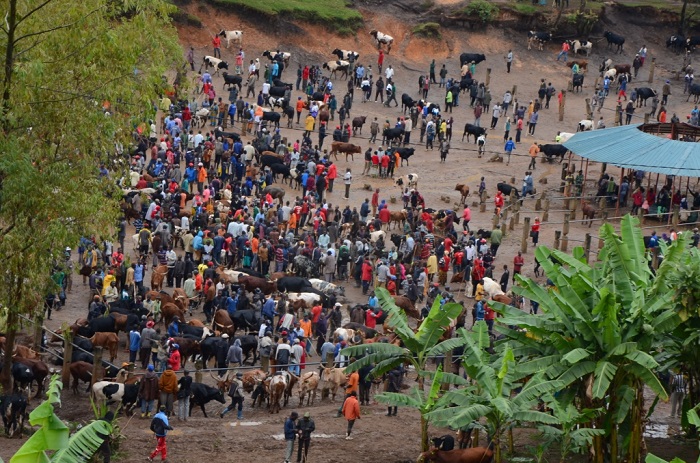 Abaturage barema isoko ry'amatungo rya Rugari barasaba ko ryafungurwa