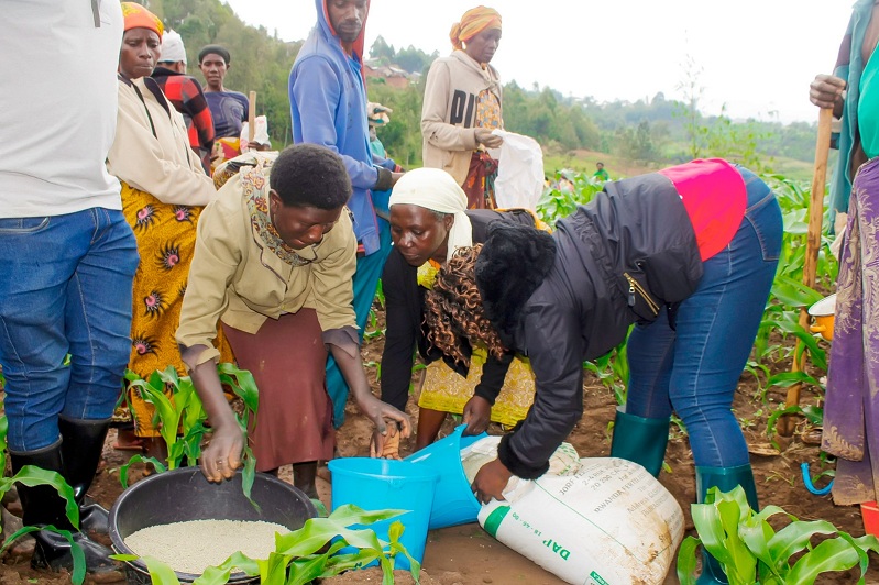 Abaturage bashyikirijwe ifumbire ngo igoboke abari badafite amikoro make n'umusaruro uziyongere