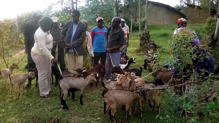 Ifumbire izaturuka ku hene zatanzwe izafasha abaturage kugera ku musaruro uhagije bityo barwanye imirire mibi