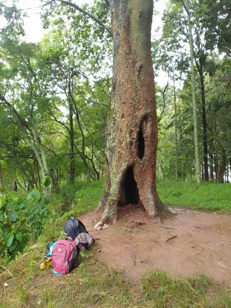 Aho inkuba yabakubitiye ku musozi wa Buzinganjwiri ahari hatuye Umwami. Icyo giti ngo ni ikimenyetso bamwibukiraho