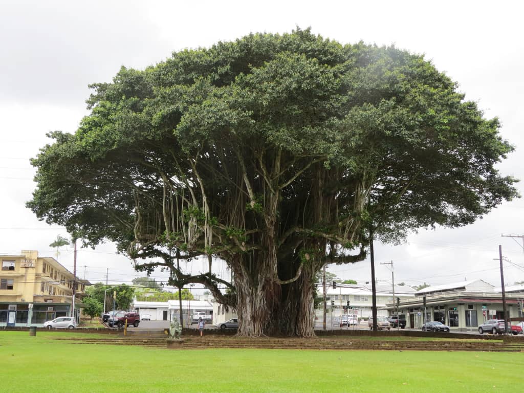 Ficus Benghalensis, igiti kibasha no kwimuka aho cyatewe