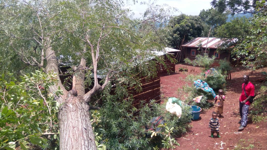 Igiti cyaguye hejuru y'inzu abantu barimo ariko ku bw'amahirwe ntihagira ugwamo