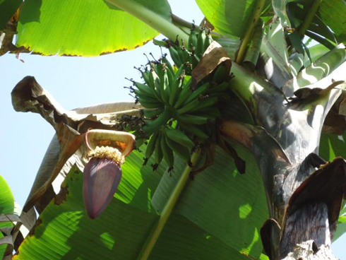 Bokira qiz ozining mushukini qirdiradi Bokira qiz ozining mushukini qirdiradi