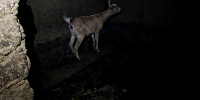 Bahitamo kurarana n