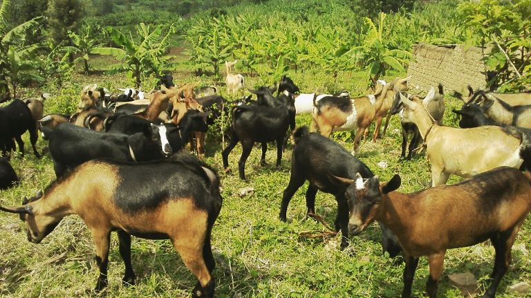 Ihene 50 batanze ngo ni intangiriro y'ibikorwa bigamije kwitura Leta ibyo yabakoreye