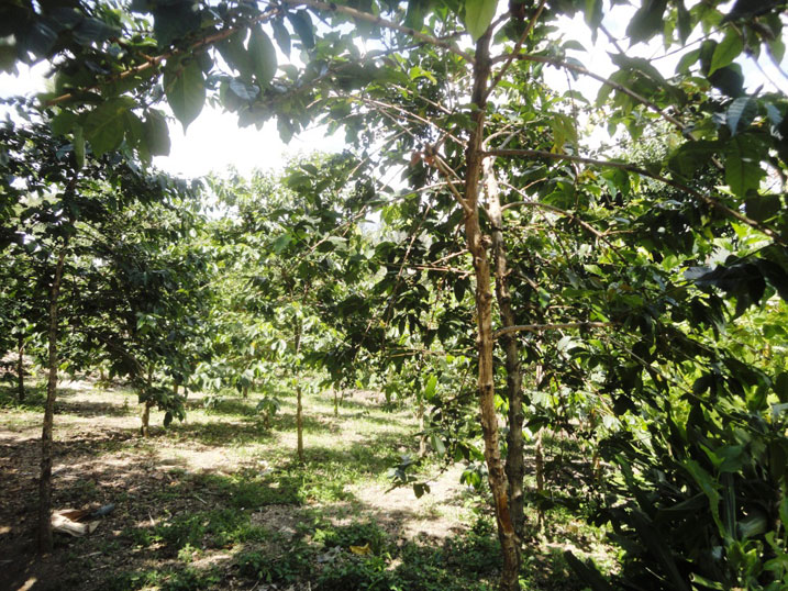 Ku kirwa cya Bugarura beza ikawa gusa.