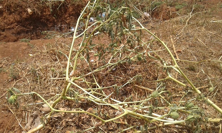 Iki ni cyo cyatsi bita ibisazi by'imbwa, uriye imbuto zacyo amera nk'uwafashe ikiyobyabwenge akamera nk'umusazi