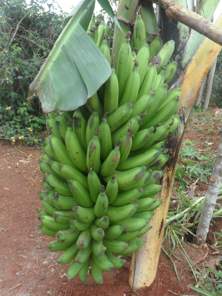 Iki kiraro kizabafasha kugurisha umusaruro w'ibitoki badahenzwe.
