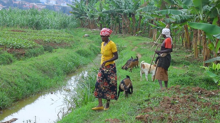 Muri Kigali borora amatungo magufi