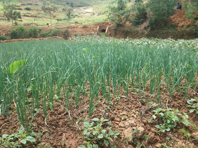 Imboga hamwe n'imbuto bihingwa ahegereye iyo Damu no mu gihe cy'izuba biba bitoshye