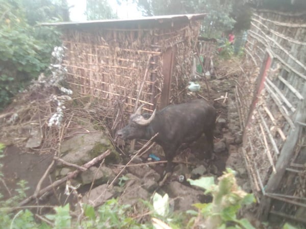 Batunguwe no gusanga imbogo mu mbuga