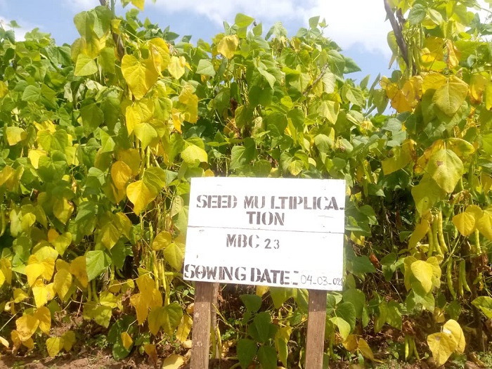 Imwe mu mirima yo mu Karere ka Burera byatuburiwemo
