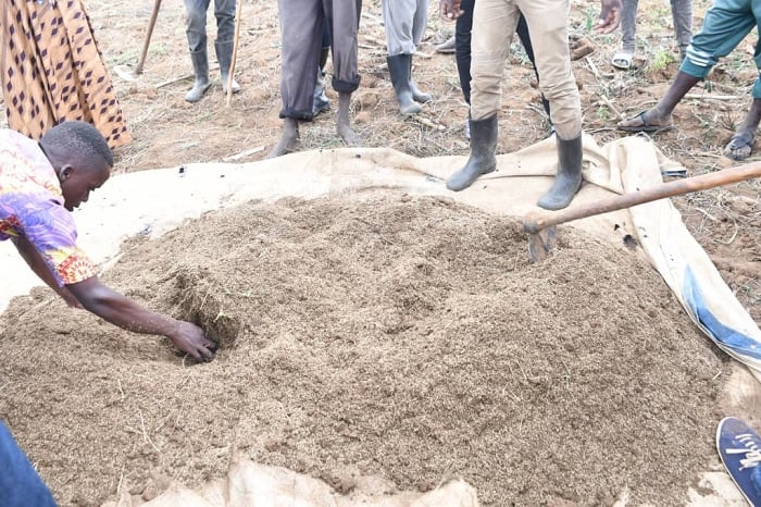 Aborozi bagiye guhabwa imbuto y'ubwatsi bw'amatungo ku buntu