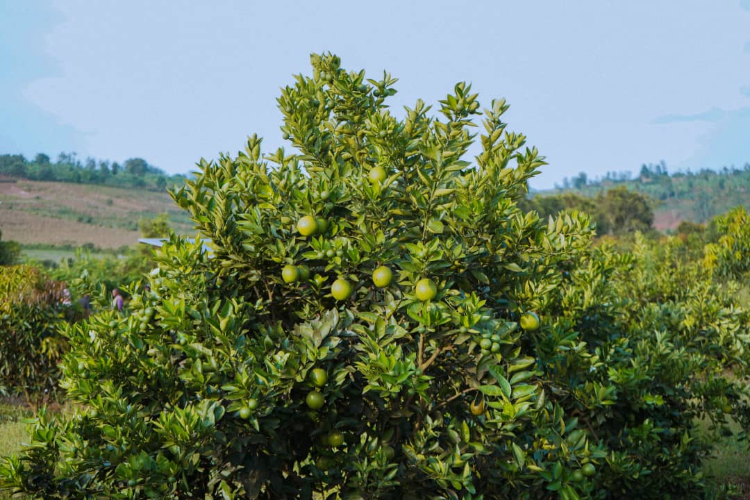 Ibiti by'imbuto bya Umpfuyisoni biruhirwa bigahora bitoshye