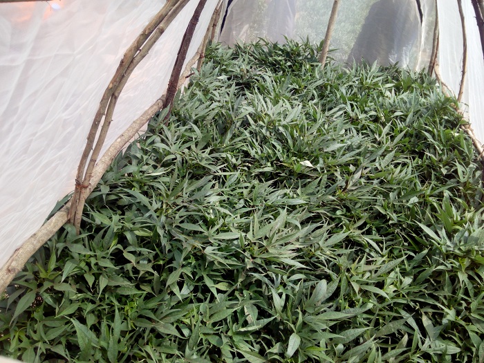 Imbuto y'ibijumba itegurirwa mu tuzu twabugenewe (Net tunnels)