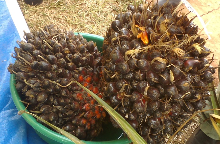 Imbuto zera ku biti by' Ingazi zikorwamo amavuta y'amamesa akundwa n'abatari bake.
