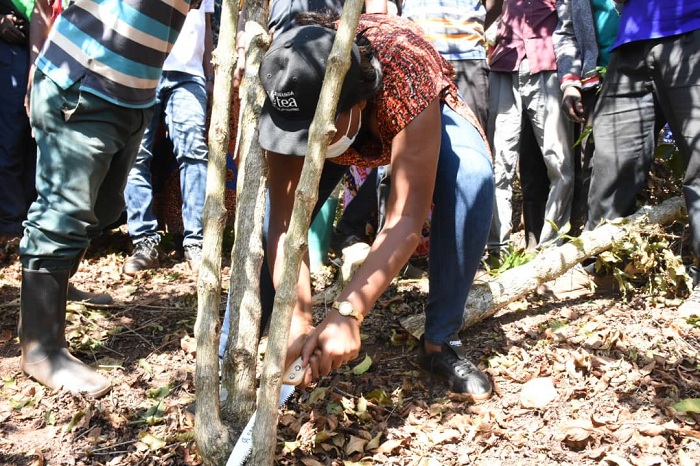 Abahinzi basabwe kwita kuri kawa kuko biyongerera umusaruro